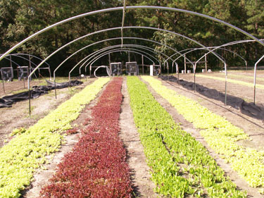 Farm Picture