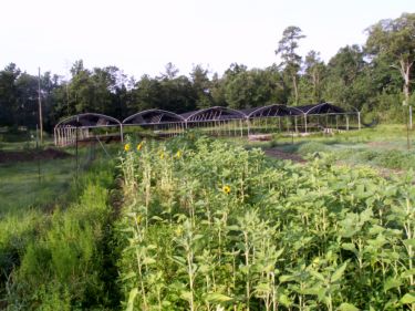 Farm Picture