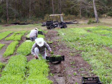 Farm Picture