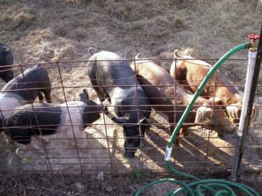 Farm Picture