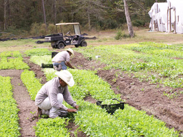 Farm Picture