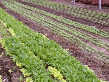 Farm Picture